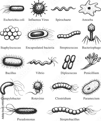 Microorganisms Vector Illustration Set
