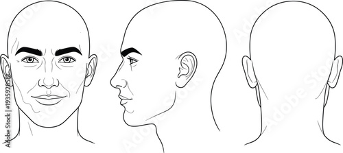 male head anatomy drawing set, front side and back view bald man face reference, human head vector illustration