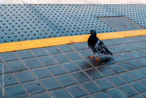 Pigeon on the sidewalk in a large city, Problems with the abundance of pigeons in the city and the dirt they leave behind