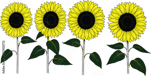 Sunflower illustration vector, yellow bloom design, floral art collection, botanical plant graphic, nature flower artwork, green leaf stem silhouette