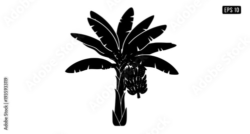 Banana tree silhouette icon with fruit tropical vector EPS 10