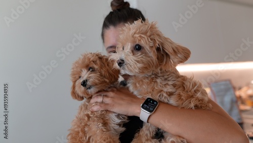 Intimate moment featuring playful apricot puppies and modern technology