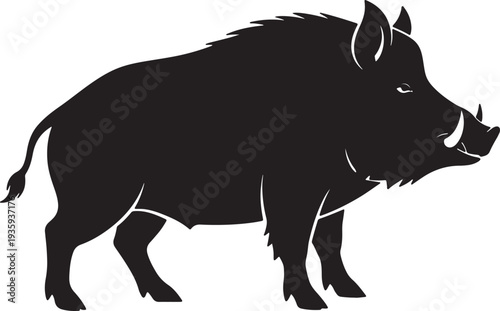 Silhouette of a black wild boar walking with tusks visible also transparent background