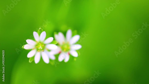 Slow Motion Macro Shot of Flowers, Stellaria media, blooming in green spring environment with vibrant focus on petals and pistils at 180 fps High quality footage