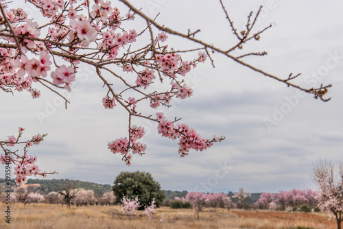 Almond trees in bloom in the fields of Teruel in spring. Aragon Spain