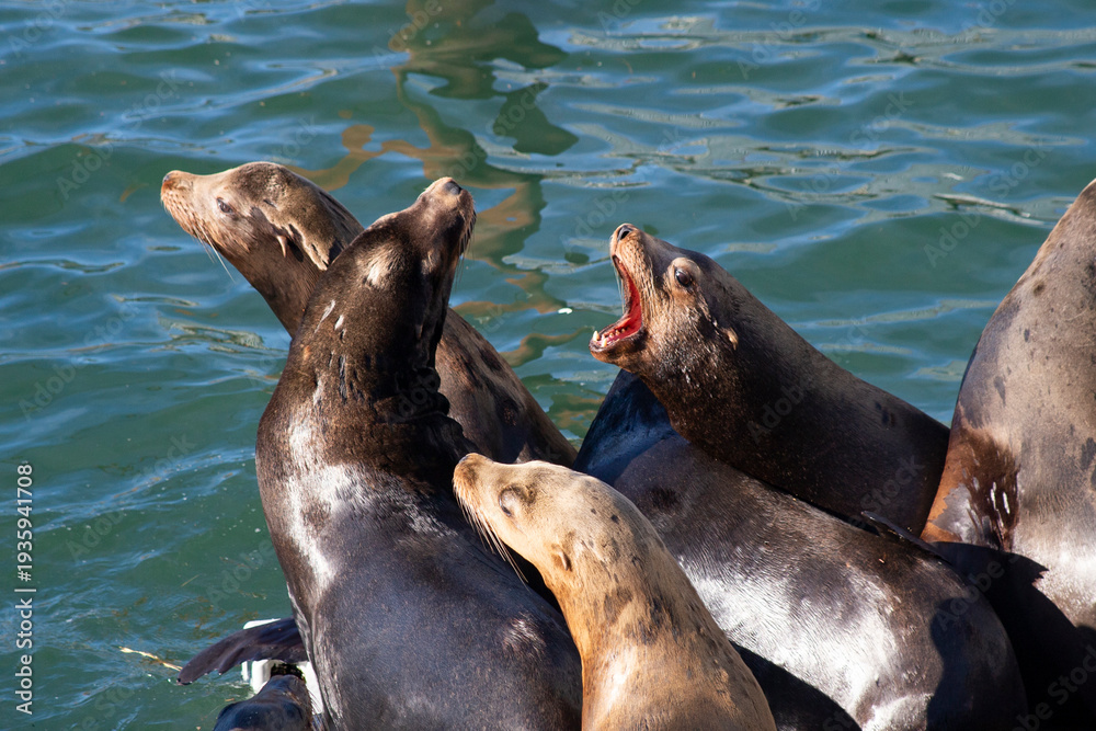 Obraz premium Group of sea lions in communications