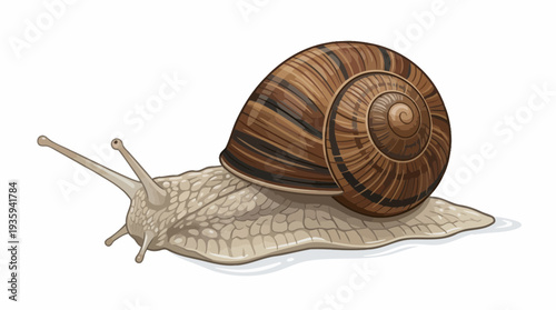 vector snail on a white background