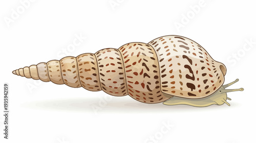 vector snail on a white background