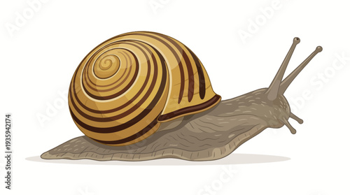 vector snail on a white background