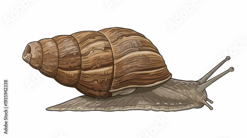 vector snail on a white background