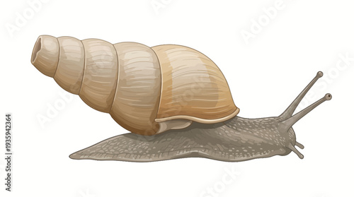 vector snail on a white background