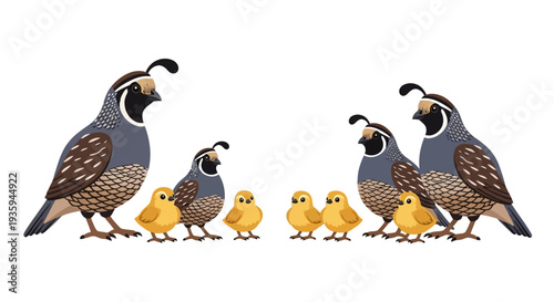 A family of northern bobwhite quail including chicks is depicted
