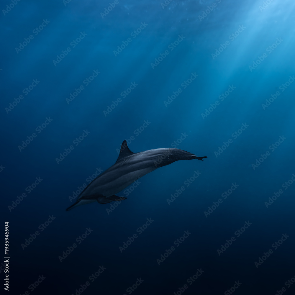 Fototapeta premium Spinner dolphin (Stenella longirostris) swimming in blue water illuminated by sunbeam in the Indian Ocean, Mauritius