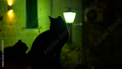 Black cats silhouettes under green street light at night. Mysterious black cat silhouettes sitting on a stone wall at night. Cat stands up and walks away under the eerie green glow of a street lamp