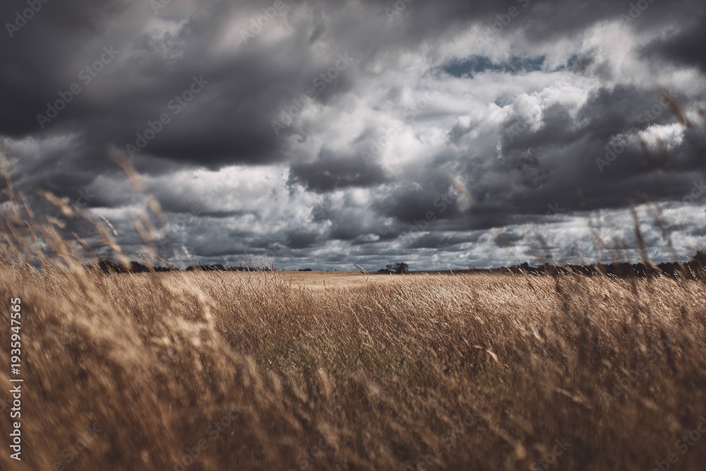 Fototapeta premium wide open field of tall grass with dramatic cloudy sky