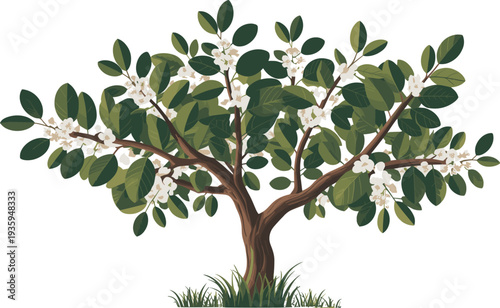 A blooming tree with white flowers and green leaves growing in a grassy area branches
