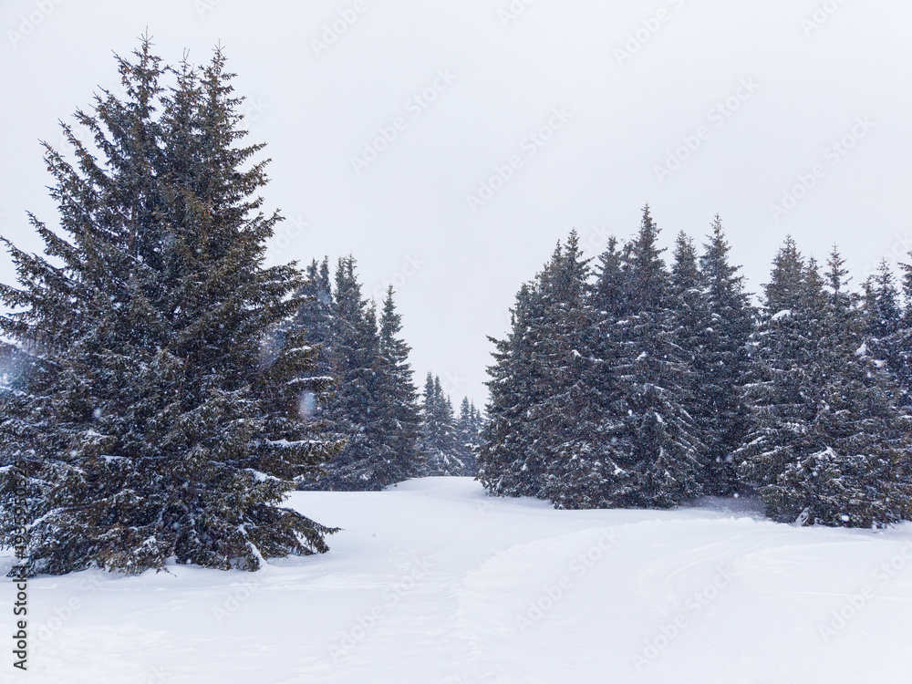 Fototapeta premium Snow covers trees and ground in a winter scene with no people or animals in sight during a snowy day in a forested area
