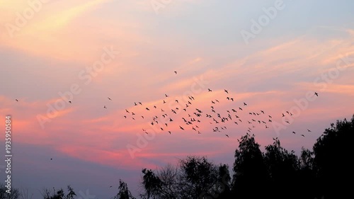 Slow Motion Shot of Flock of birds flying in formation against a vibrant sunset sky with pink and purple hues over treetops at 180 fps High quality footage