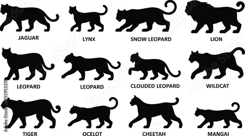Silhouette Collection of Twelve Big Cat and Feline Species with Names jaguar lynx