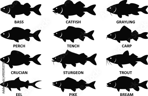 Silhouettes of ten different freshwater fish species with their names labeled bass catfish