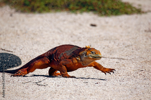 Photography Galápagos Land Iguana (Conolophus subcristatus) Walking on the Beach of North Seymour Island