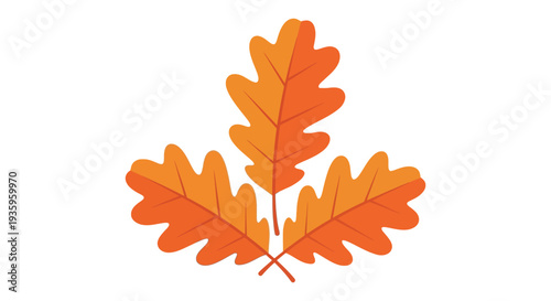 Three vibrant orange oak leaves are displayed against a white background showcasing autumnal colors in silhouette high quality professional detailed modern