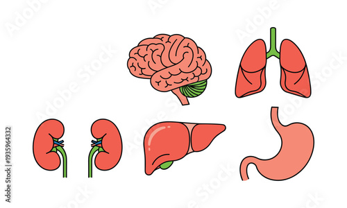 Human internal organs for medical education and health concepts