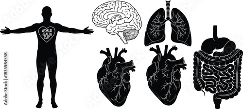 human, anatomy, organs, brain, lungs, heart, stomach, intestine, silhouette, medical, healthcare, biology, science, world, health, day, vector, illustration, black, icon, education, set