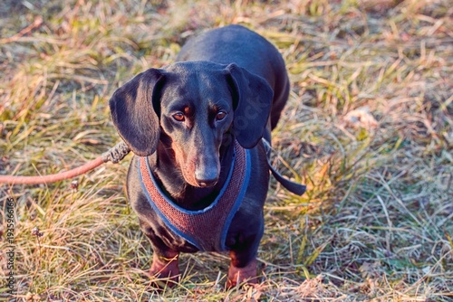 Bild auf Leinwand Dachshund (dackel) with smooth fur black and tan with harness and leash on the g