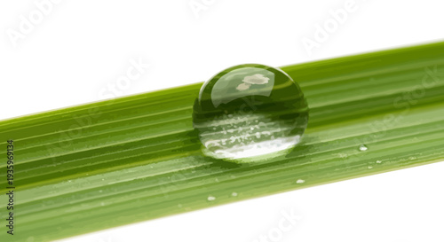 Water Droplet on Green Leaf Surface.