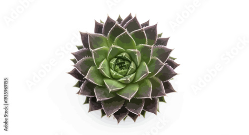 Closeup of a green succulent plant.