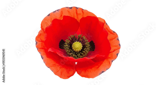Vibrant Red Poppy Flower Closeup.