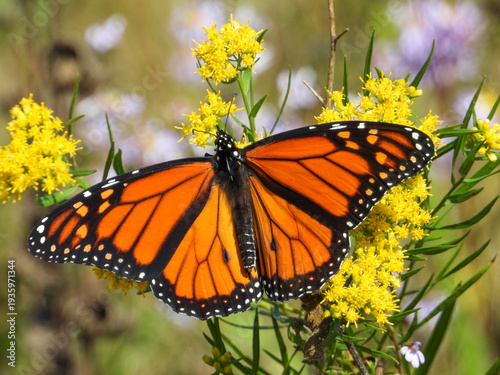 Monarch Butterfly (Danaus plexippus) Feeding on Wildflowers in Summer Prairie