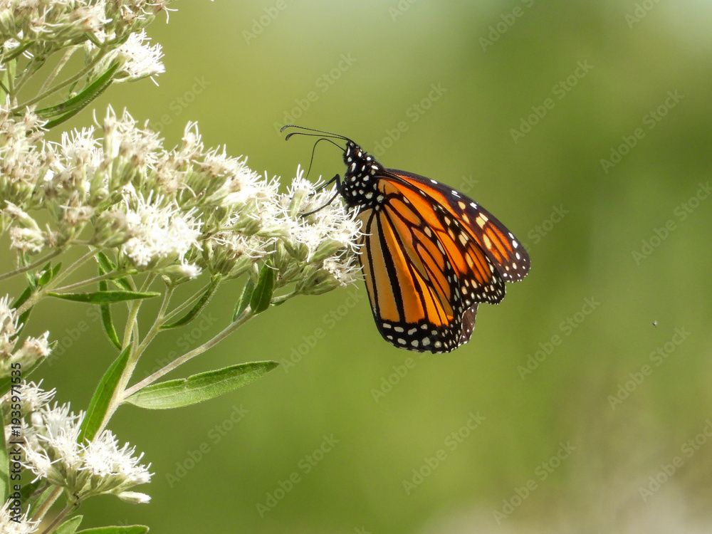 Fototapeta premium Monarch Butterfly (Danaus plexippus) Feeding on Wildflowers in Summer Prairie