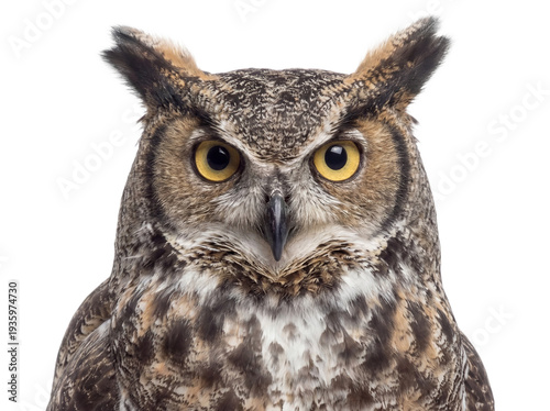 Great horned owl portrait, closeup. Isolated on transparent background (PNG)