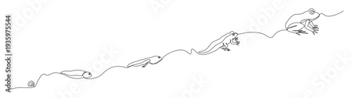 Continuous single line illustration showing the life cycle of a frog from egg to tadpole to adult frog. Ideal for educational materials, science textbooks, biology presentations, etc