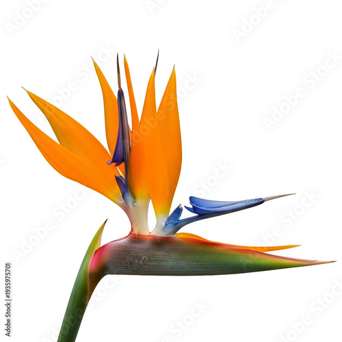 A vibrant bird of paradise flower with striking orange and blue petals.