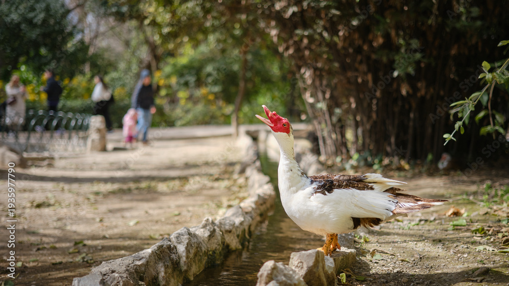 Fototapeta premium Duck standing by a narrow water channel in an urban park, wildlife and nature in the city concept with copy space and shallow depth of field