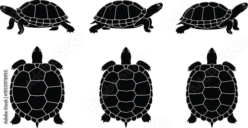 Black tortoise silhouette set showing top and side view profiles of turtles with detailed shell patterns isolated on white background