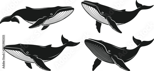 Humpback whale silhouettes collection swimming ocean marine mammal wildlife illustration set isolated black sea animal vector design