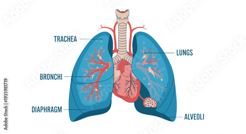 Human Respiratory System Diagram with Labeled Parts.
