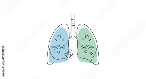 Human lungs anatomy illustration with colored lobes.