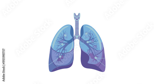 Human lungs anatomy illustration with trachea and bronchi.