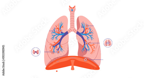 Human lungs anatomy diagram with trachea and bronchi illustration.