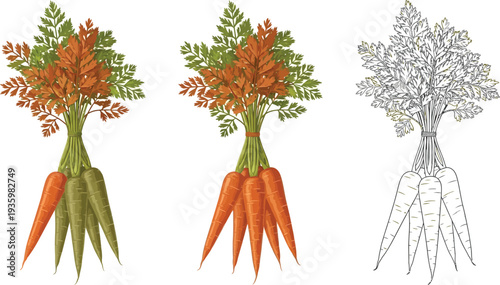 A cluster of fresh carrots with vibrant green tops and exposed roots is shown in full color alongside its monochrome outline variant.