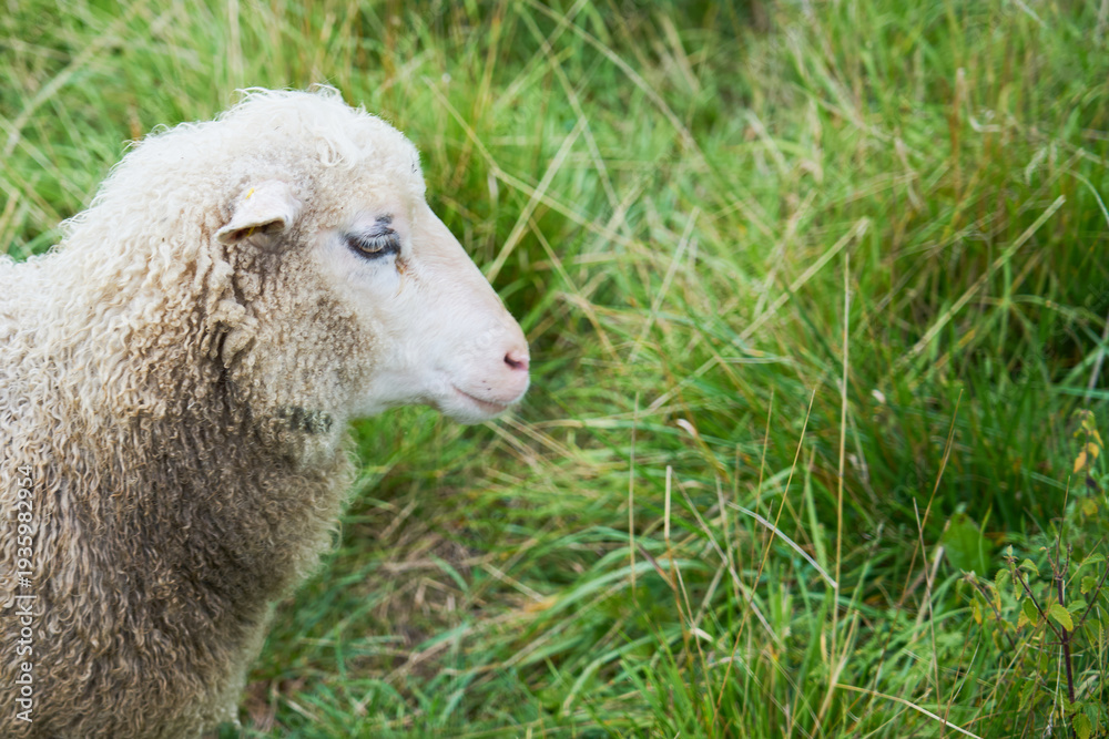 Fototapeta premium A sheep grazes on a green meadow.
