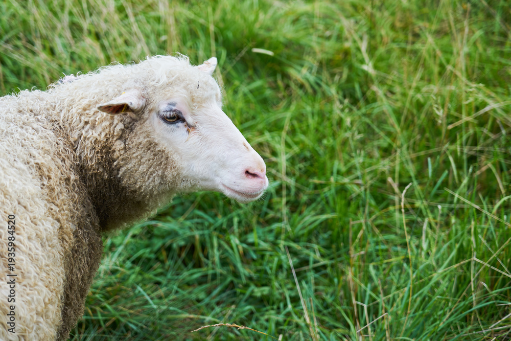 Fototapeta premium A sheep grazes on a green meadow.