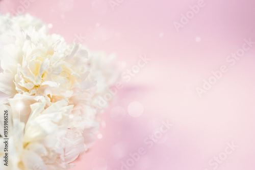 closeup of delicate flower profile, dreamy lighting highlights tender petals with romantic atmosphere, beautiful floral composition with blurred pink backdrop and soothing illumination