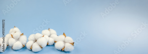 ecofriendly textile background image, natural fiber cluster on tranquil blue background, organic cotton plant parts arranged on serene blue surface illustrating ecoconscious textile ideas