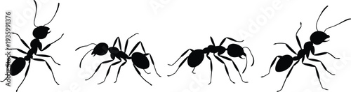 Ant silhouettes collection, detailed black insect vector illustration set isolated on white background for design and education